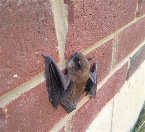 can bats move house